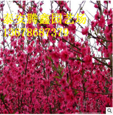 長期熱銷紅葉碧桃 園林綠化工程景觀紅葉碧桃樹