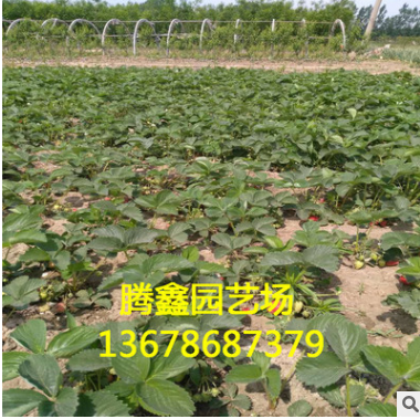 紅顏草莓苗價格 品種純正 口感香甜 成活率高
