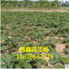 紅顏草莓苗價格 品種純正 口感香甜 成活率高