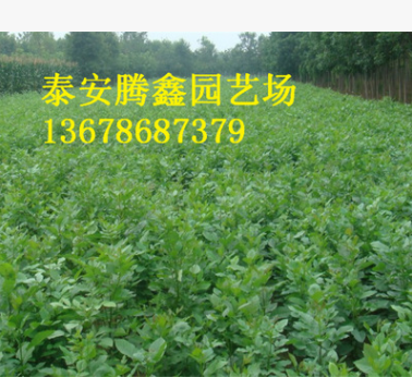 白蠟樹 基地出售各種規格的白蠟樹