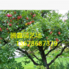 藤木1號蘋果樹價格 適應(yīng)能力強 成活率高