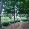 鑫平園藝緊急甩賣(mài)皂角樹(shù) 甩賣(mài)大規(guī)格皂角樹(shù) 實(shí)地看樹(shù)價(jià)格合理