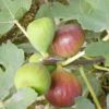 白圣比羅無花果苗 直銷無花果苗 無花果小苗 當(dāng)年結(jié)果 舉報