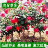 基地供應樹狀月季大花月季樹獨桿月季 樹樁月季 規格齊全量大優惠