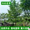低價苗圃 銀杏樹曼地亞紅豆杉 小苗批發 規格齊全 量大優惠