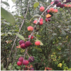 西府海棠種植基地常年供應(yīng) 花色艷麗觀賞價(jià)值高西府海棠樹苗