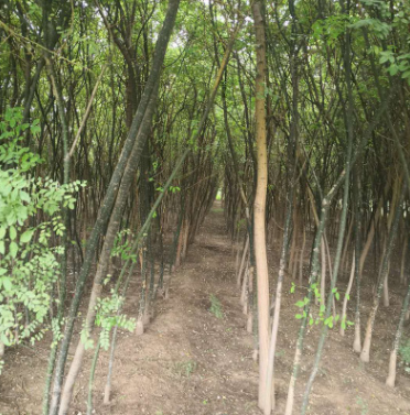 綠化苗木基地長期批發綠苗苗 邊道公園綠化用國槐樹苗 國槐苗