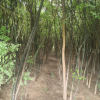 綠化苗木基地長期批發綠苗苗 邊道公園綠化用國槐樹苗 國槐苗