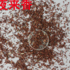 種子 夜來香美麗月見草種子 午夜來香 花卉種子 花草種子批發