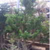 黃楊樹 小葉黃楊樹 樹樁盆景 高檔盆栽批發 別墅花園 庭院綠化
