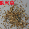 狼尾草 狼尾草種子 進口牧草種子批發