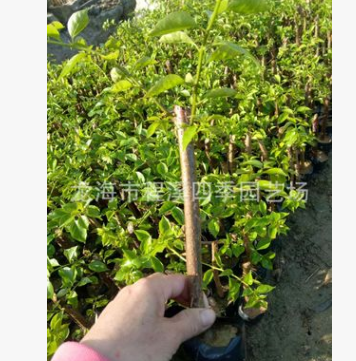 常年供應 基地批發 三角梅小葉紫小苗 綠化苗木