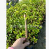 常年供應 基地批發 三角梅小葉紫小苗 綠化苗木
