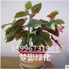 批發(fā)室內(nèi)客廳綠植 盆栽花卉 竹節(jié)海棠 來電咨詢15996731903