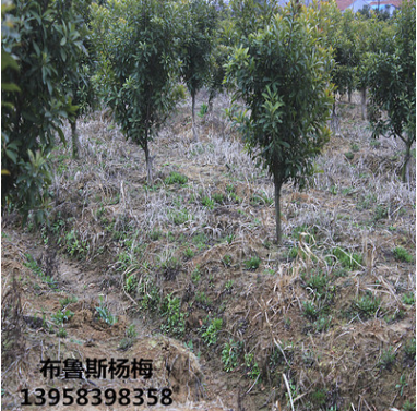 楊梅苗3-4公分荸薺東魁黑炭浙江慈溪余姚原產地純正品種直銷批發