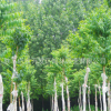 園林批發(fā)綠化苗木 川黔紫薇樹(shù) 紫薇苗 百日紅 品種優(yōu)良