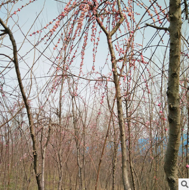 基地批發(fā)垂枝梅 垂梅樹苗 園林庭院觀賞型植物