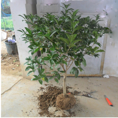 基地批發(fā)桂花樹(shù)苗 八月桂 四季桂小苗 品種齊全 綠化園林工程