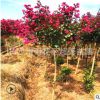 基地直銷紫薇花卉苗木 紅花紫薇苗 園林工程苗獨(dú)桿落葉喬木