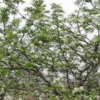 供應(yīng)海棠樹、樹苗移栽、西府海棠樹苗