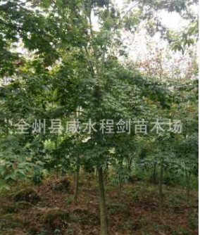 產(chǎn)地直銷貴州大量供應(yīng)青楓 五角楓 廣西桂林青楓小苗批發(fā)