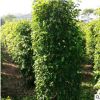 垂葉榕苗木批發 枝葉茂盛大面積種植歡迎詢價 漳浦宏景種植基地