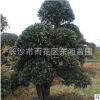 湖南苗圃 直銷欏木石楠古樁 規格齊全