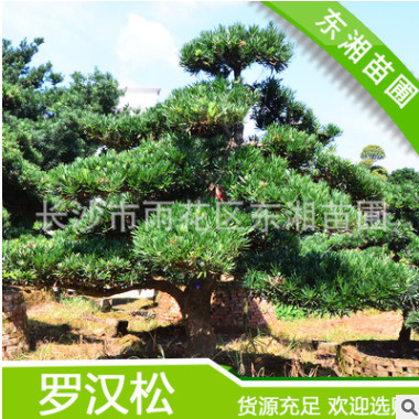 供應綠化苗木園林工程綠化樹 大型 景觀 造型羅漢松 貨源充足