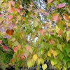 烏桕 紅烏桕 紅葉烏桕 烏桕樹 行道樹批發