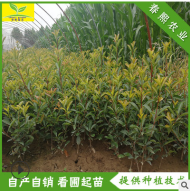 紅葉石楠苗 根系發(fā)達(dá) 易成活 營養(yǎng)缽 40公分 50公分紅葉石楠苗