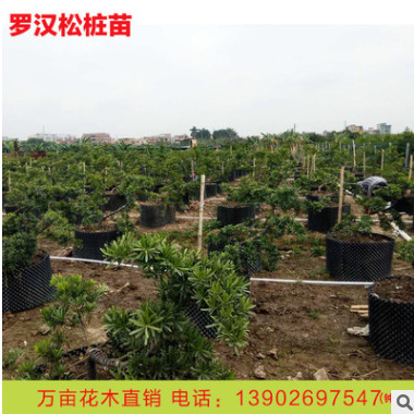 優質大量臺灣日本羅漢松樹苗 造型景觀米葉羅漢松苗木成活率高