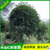 大量批發供應寶塔形八公分桂花 園林綠化苗木種子