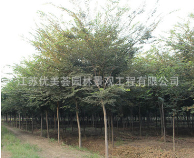 櫸樹樹苗批發(fā)工程綠化苗木紅櫸樹苗庭蔭街道防護(hù)樹 櫸樹小苗