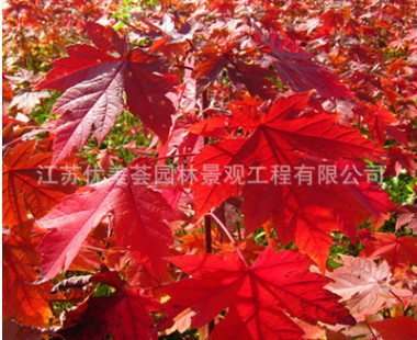 紅楓樹苗批發(fā)工程綠化苗木嫁接美國(guó)紅楓苗 秋火焰 園林觀葉植物