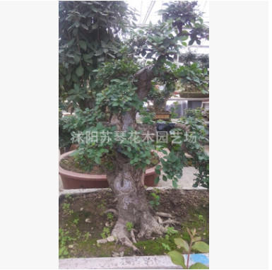 榆樹盆景粗干樹樁矮身霸氣植物春榆白榆盆栽樹苗室內陽臺綠植花卉