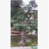 榆樹盆景粗干樹樁矮身霸氣植物春榆白榆盆栽樹苗室內陽臺綠植花卉