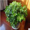 米蘭花苗 室內芳香米蘭花盆栽綠植 米蘭盆景 米蘭花四季常青