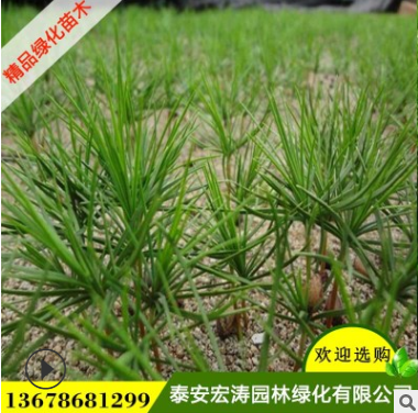 白皮松基地直銷外形優美規格全白皮松苗用于工程園林綠化白皮松苗