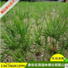 白皮松基地直銷外形優(yōu)美規(guī)格全白皮松苗用于工程園林綠化白皮松苗