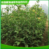 大量批發(fā) 地徑2-4公分桂花樹(shù) 四季觀賞桂花苗 株洲綠化桂花苗