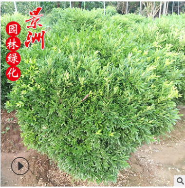 冠50-1.5米雀舌黃楊球 直銷園林觀賞風(fēng)景樹濕地綠化植物常綠植物