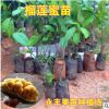 果苗 榴蓮蜜苗 馬來西亞引進 榴蓮味的菠蘿蜜 南方種植