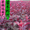 供應4公分紅葉李 大小規格齊全 北美海棠紅葉碧桃