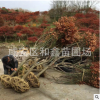 經(jīng)銷批發(fā)紅楓盆栽 盆景紅楓 紅楓樹 四季紅紅楓