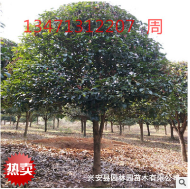 廣西低分支高分支桂花樹18公分
