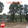 廣西低分支高分支香樟樹40公分，廣西香樟樹，桂林香樟樹