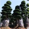 福建直銷提根榕胸徑80cm移植苗孔雀根景觀行道樹南安根小葉榕樁頭