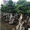 直銷景觀樹米徑40公分適用別墅庭院公園度假村龍形怪根榕樹樁景