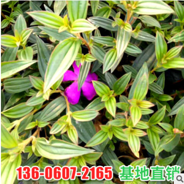 廠(chǎng)家直銷(xiāo)小區(qū)庭院綠化苗木野牡丹 室外盆栽花卉巴西野牡丹