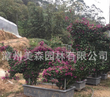 三角梅葉子花 動物造型 龍 百畝基地三角梅種植基地量大從優